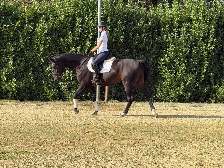 Hanoverian Gelding 5 years 16.2 hh Bay-Dark in Kevelaer
