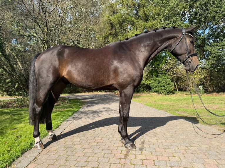 Hanoverian Gelding 5 years 16.2 hh Bay-Dark in Kevelaer