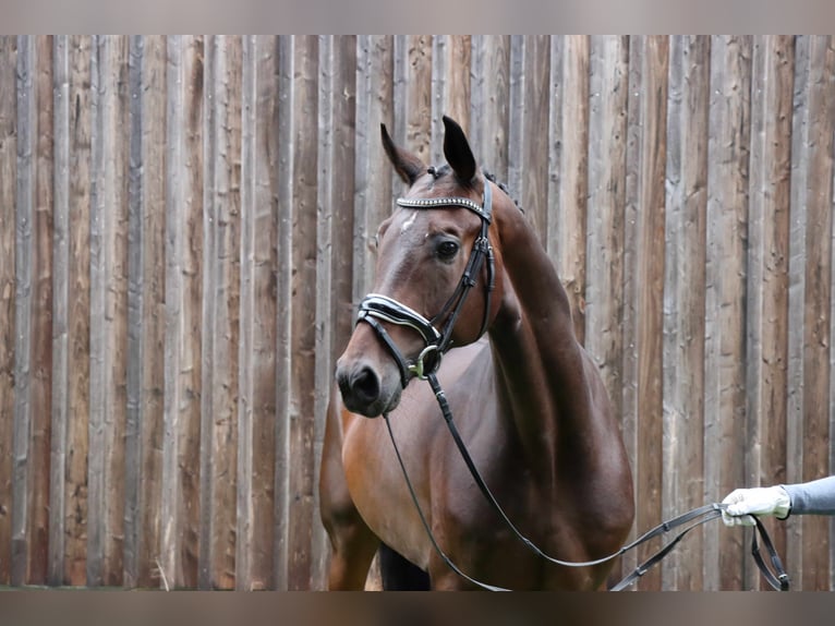 Hanoverian Gelding 5 years 16,2 hh Bay-Dark in Celle