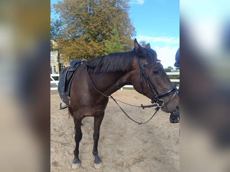 Hanoverian Gelding 5 years 16.2 hh Bay-Dark in Neu Gaarz
