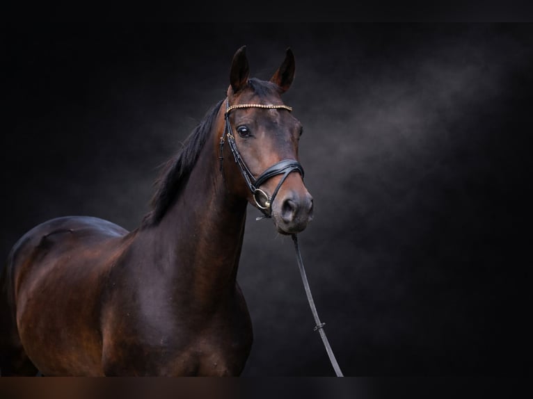Hanoverian Gelding 5 years 16.2 hh Bay-Dark in RodenbergApelern