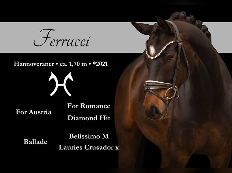 Hanoverian Gelding 5 years 16.2 hh Bay-Dark in Wehringen