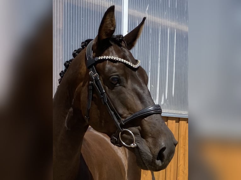 Hanoverian Gelding 5 years 16.2 hh Bay-Dark in Marlow