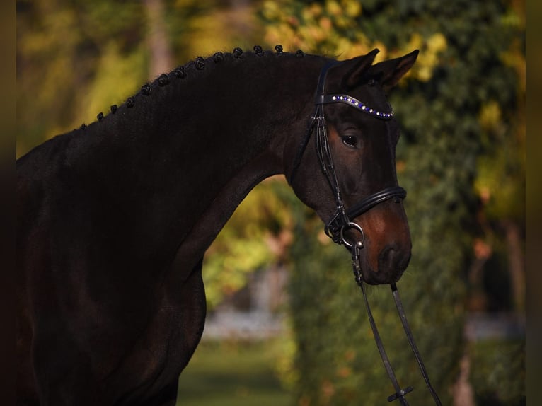 Hanoverian Gelding 5 years 16,2 hh Bay-Dark in Königsdorf