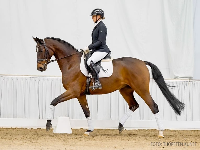 Hanoverian Gelding 5 years 16,2 hh Bay-Dark in Verden