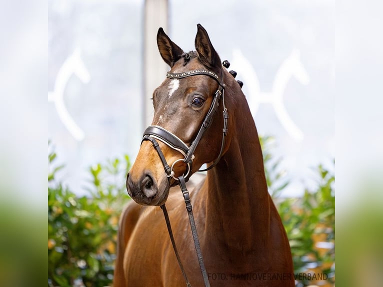 Hanoverian Gelding 5 years 16,2 hh Bay-Dark in Verden