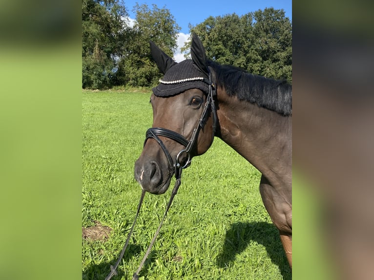 Hanoverian Gelding 5 years 16,2 hh Bay-Dark in Traunreut