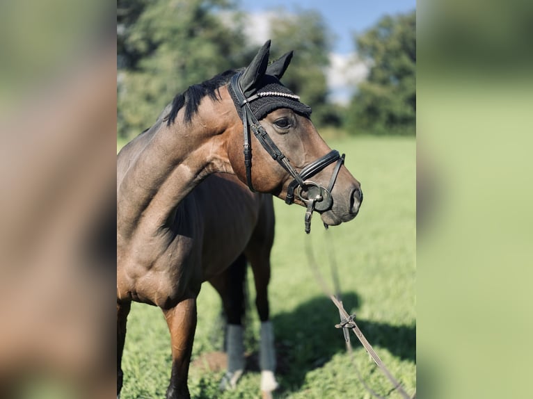 Hanoverian Gelding 5 years 16,2 hh Bay-Dark in Traunreut