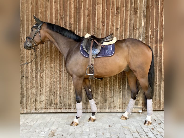 Hanoverian Gelding 5 years 16,2 hh Bay-Dark in Traunreut