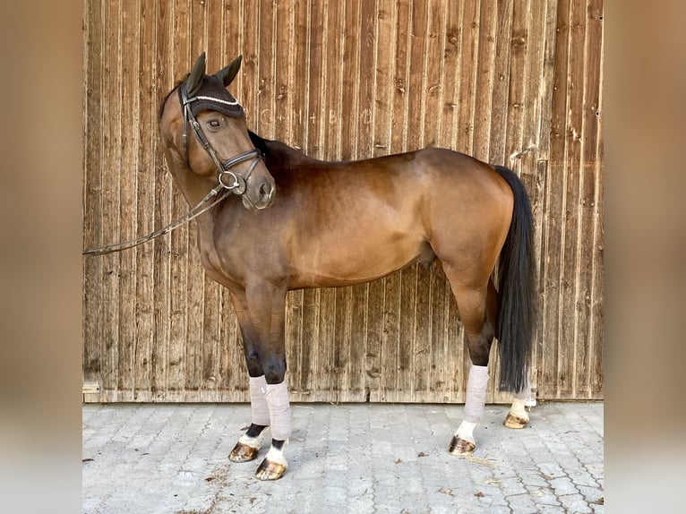 Hanoverian Gelding 5 years 16,2 hh Bay-Dark in Traunreut