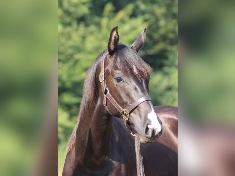 Hanoverian Gelding 5 years 16,2 hh Black in Itzstedt