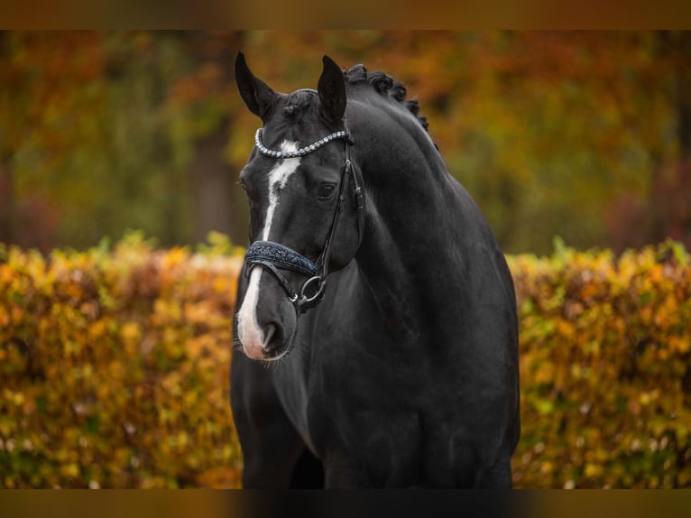 Hanoverian Gelding 5 years 16,2 hh Black in Wehringen