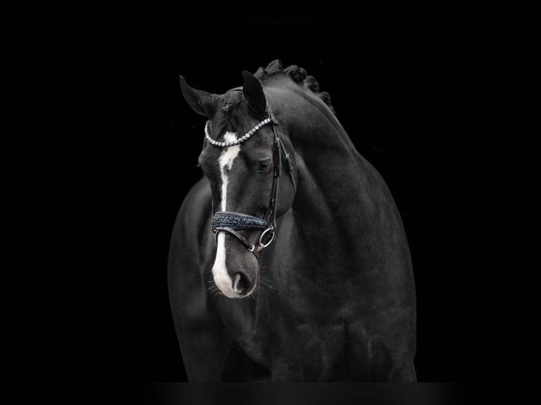 Hanoverian Gelding 5 years 16,2 hh Black in Wehringen