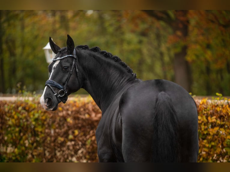 Hanoverian Gelding 5 years 16,2 hh Black in Wehringen