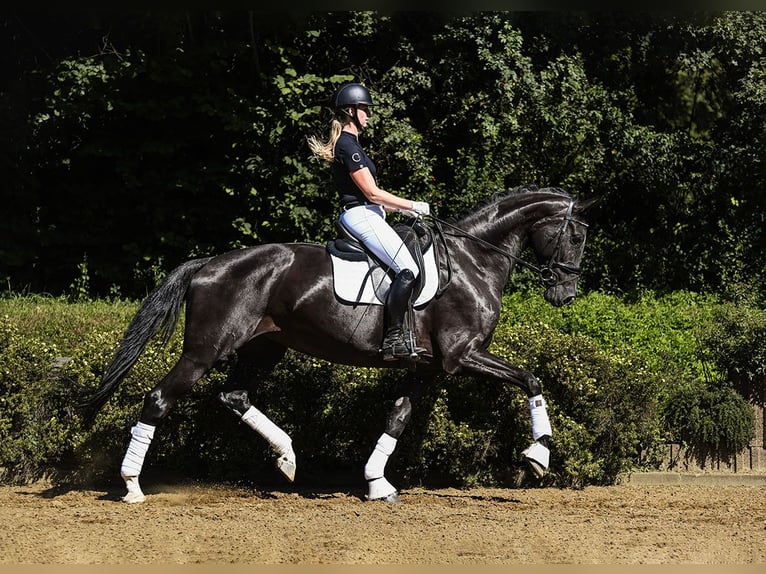 Hanoverian Gelding 5 years 16,2 hh Black in Riedstadt