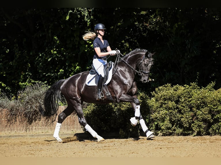 Hanoverian Gelding 5 years 16,2 hh Black in Riedstadt