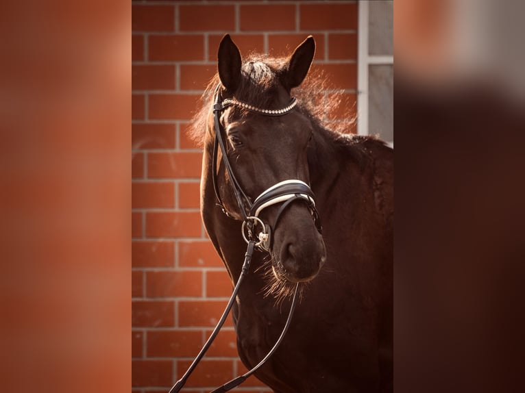 Hanoverian Gelding 5 years 16,2 hh Black in Westerstede