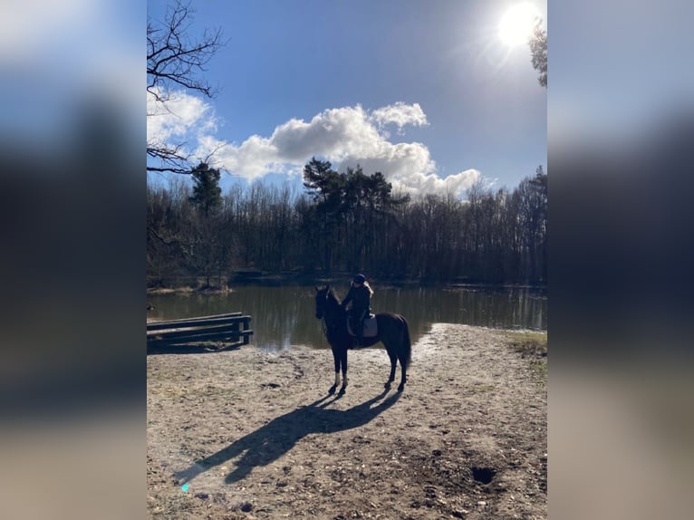 Hanoverian Gelding 5 years 16,2 hh Black in Westerstede