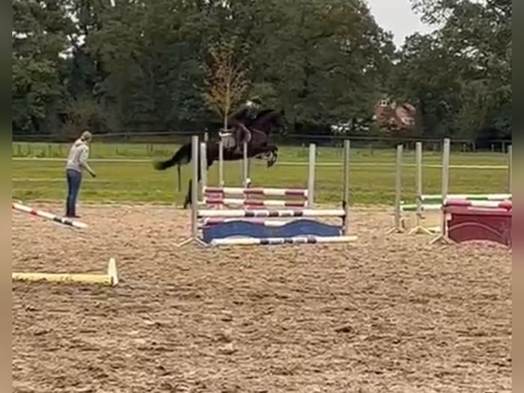 Hanoverian Gelding 5 years 16,2 hh Black in Westerstede