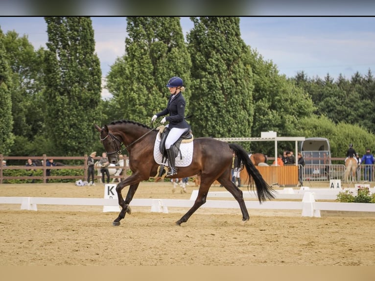 Hanoverian Gelding 5 years 16,2 hh Black in Westerstede