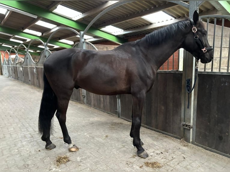 Hanoverian Gelding 5 years 16,2 hh Black in Westerstede