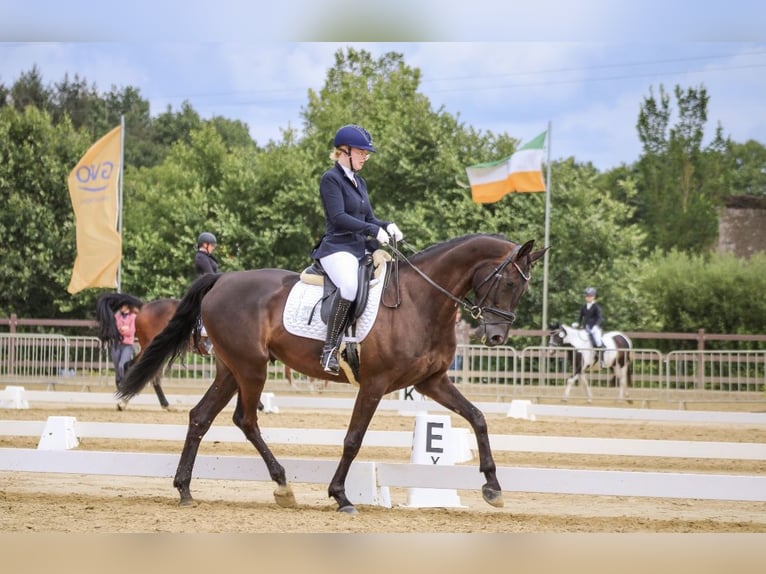 Hanoverian Gelding 5 years 16,2 hh Black in Westerstede