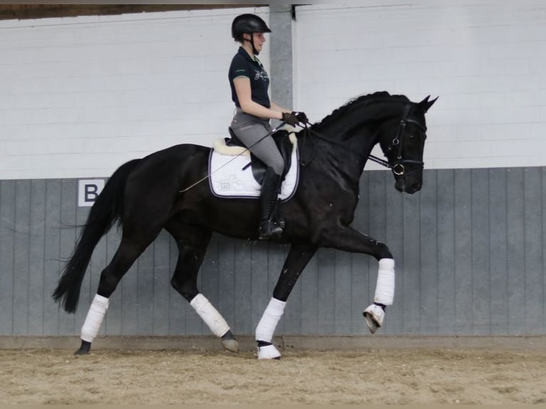 Hanoverian Gelding 5 years 16,2 hh Black in Tiddische