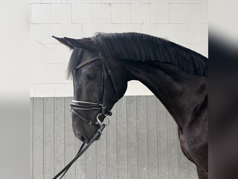 Hanoverian Gelding 5 years 16.2 hh Black in Tiddische