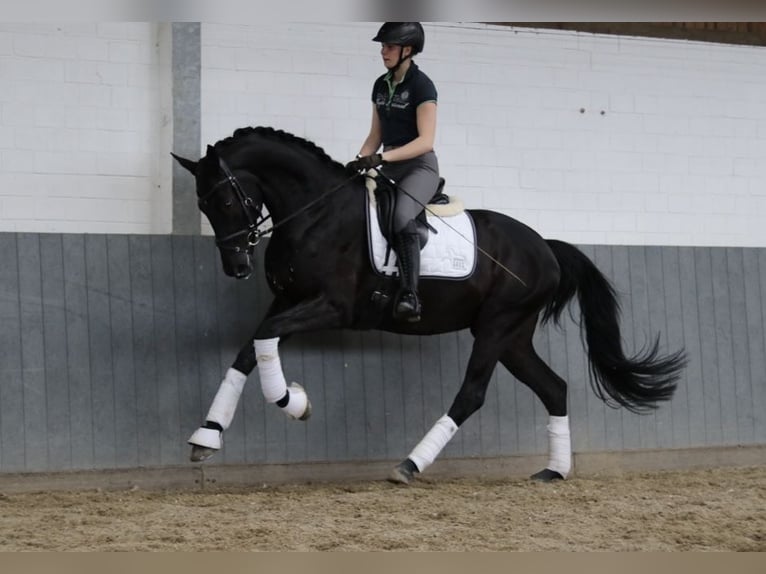 Hanoverian Gelding 5 years 16,2 hh Black in Tiddische