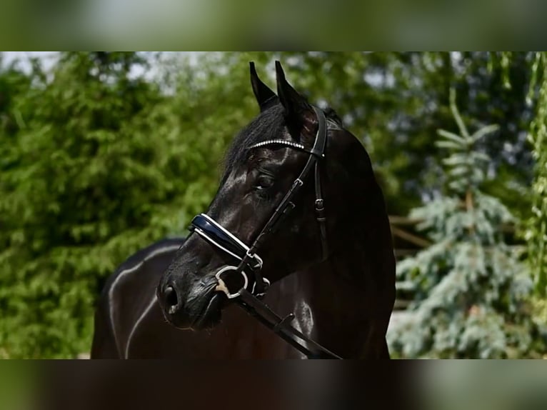 Hanoverian Gelding 5 years 16,2 hh Black in Warsaw