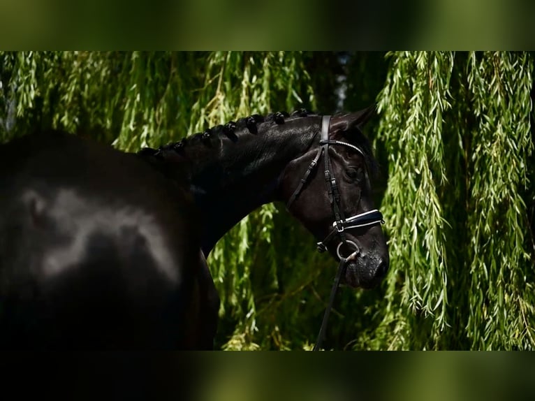 Hanoverian Gelding 5 years 16,2 hh Black in Warsaw