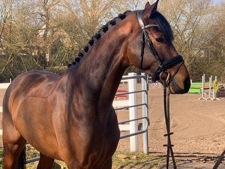 Hanoverian Gelding 5 years 16,2 hh Brown in Verden (Aller)