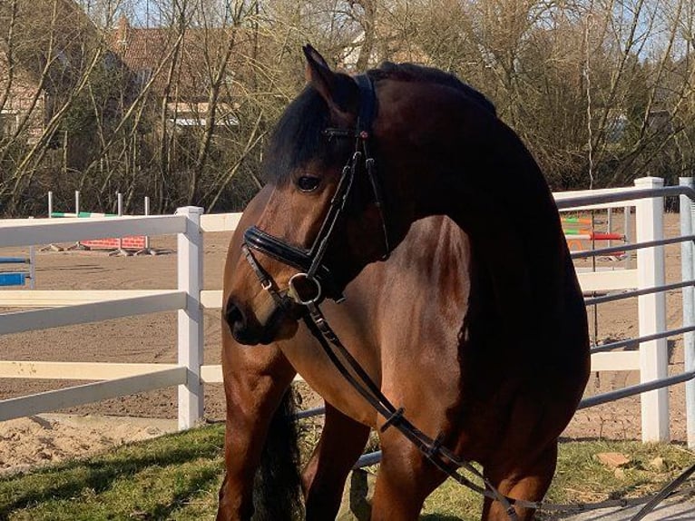 Hanoverian Gelding 5 years 16,2 hh Brown in Verden (Aller)