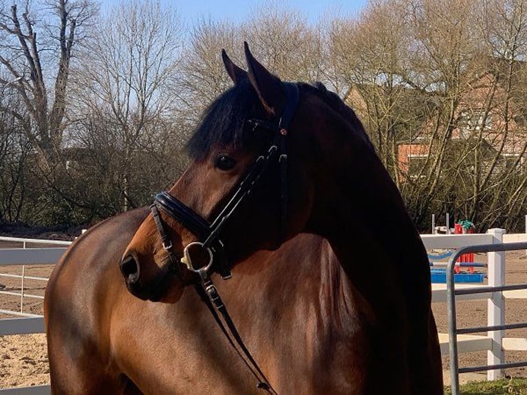 Hanoverian Gelding 5 years 16,2 hh Brown in Verden (Aller)