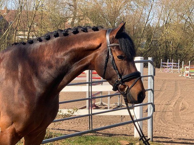 Hanoverian Gelding 5 years 16,2 hh Brown in Verden (Aller)