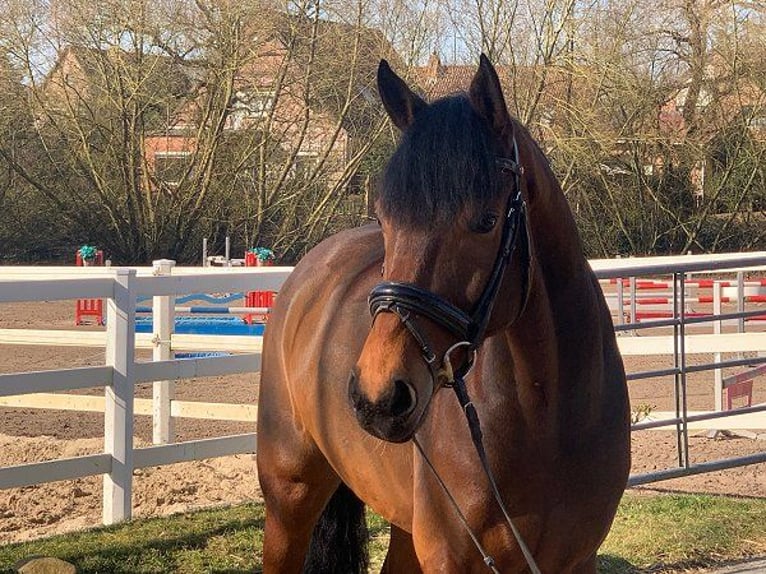 Hanoverian Gelding 5 years 16,2 hh Brown in Verden (Aller)