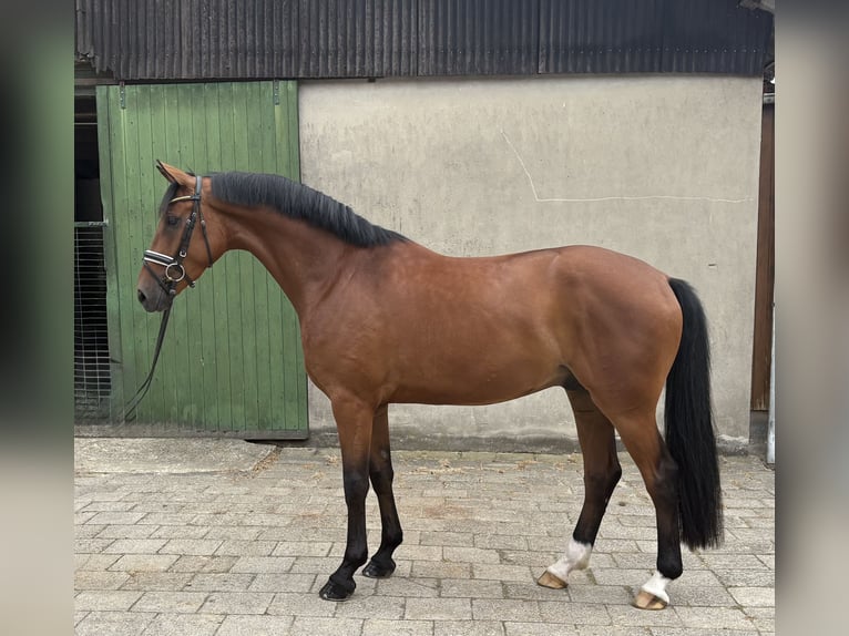 Hanoverian Gelding 5 years 16.2 hh Brown in Neuhaus an der Oste