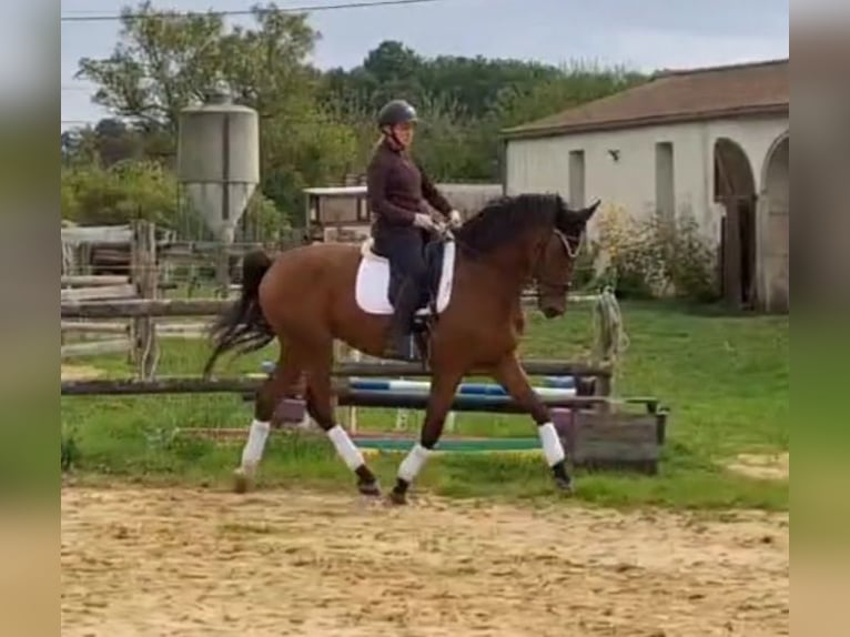 Hanoverian Gelding 5 years 16,2 hh Brown in Mainxe