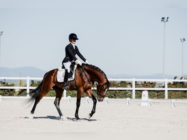 Hanoverian Gelding 5 years 16.2 hh Brown in Pedrezuela