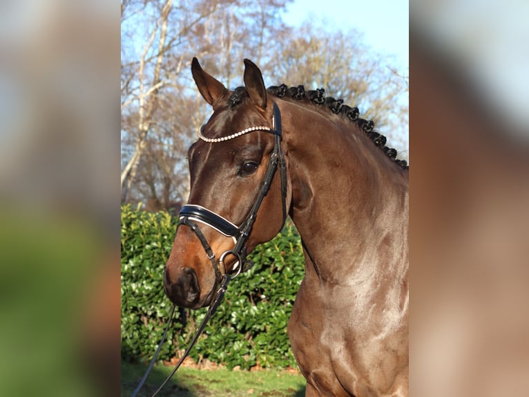 Hanoverian Gelding 5 years 16.2 hh Brown in Selsingen