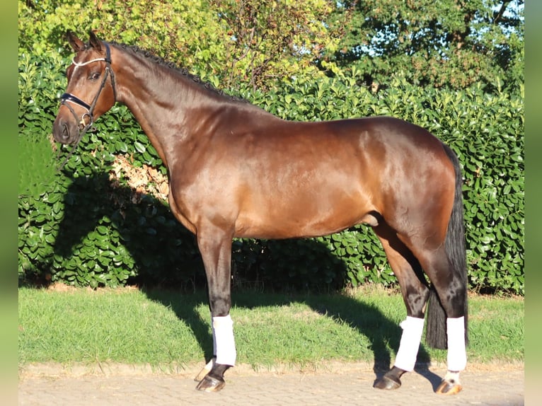Hanoverian Gelding 5 years 16.2 hh Brown in Selsingen
