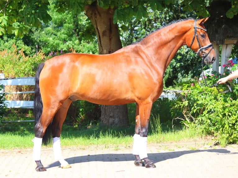 Hanoverian Gelding 5 years 16,2 hh Brown in Selsingen