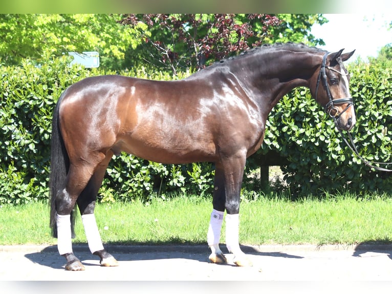 Hanoverian Gelding 5 years 16.2 hh Brown in Selsingen