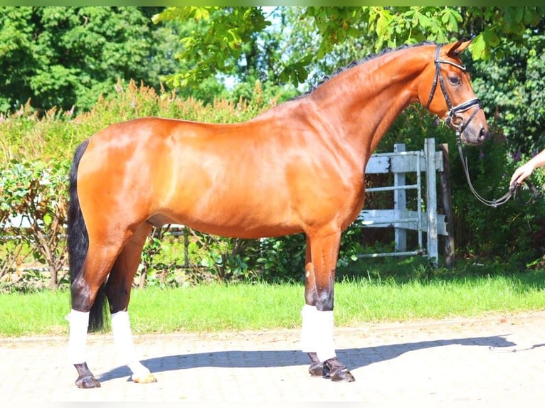 Hanoverian Gelding 5 years 16,2 hh Brown in Selsingen