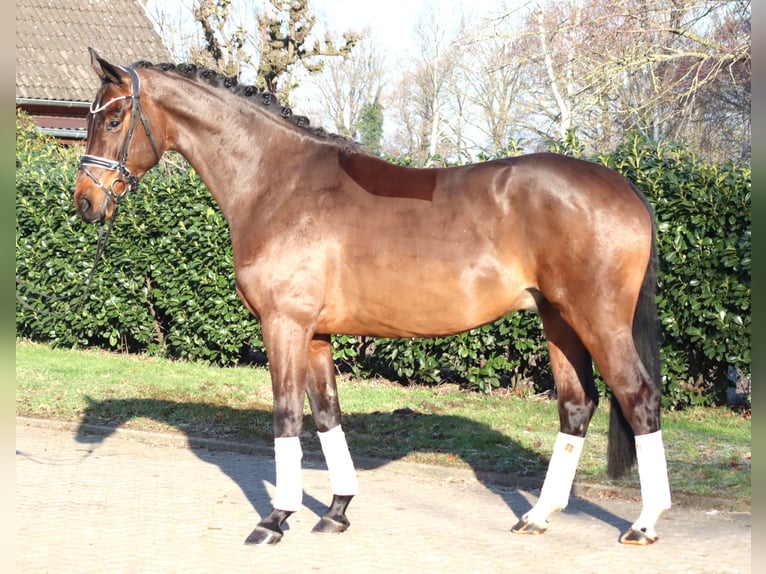Hanoverian Gelding 5 years 16.2 hh Brown in Selsingen