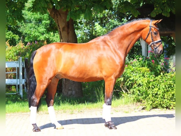 Hanoverian Gelding 5 years 16,2 hh Brown in Selsingen