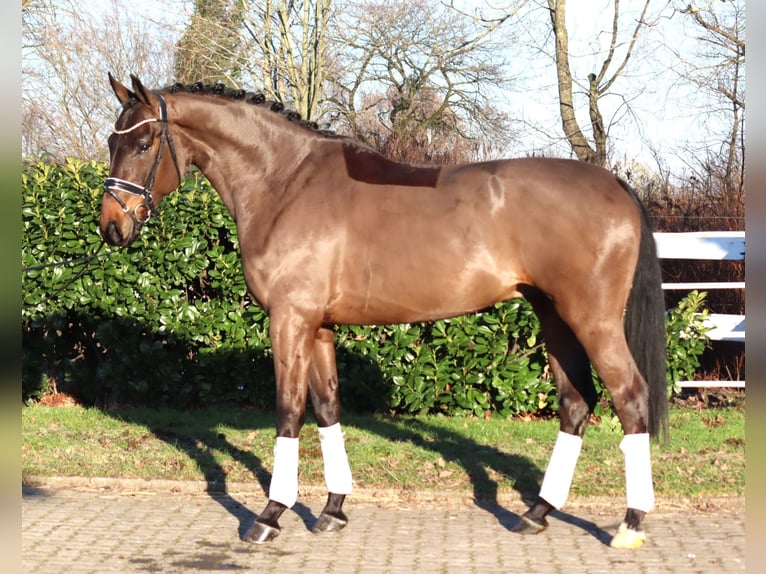 Hanoverian Gelding 5 years 16.2 hh Brown in Selsingen