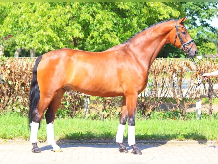 Hanoverian Gelding 5 years 16,2 hh Brown in Selsingen