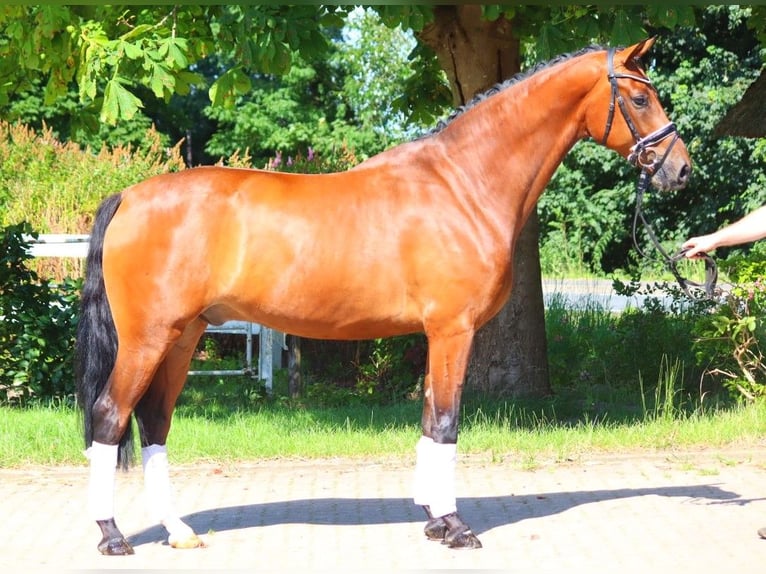 Hanoverian Gelding 5 years 16,2 hh Brown in Selsingen