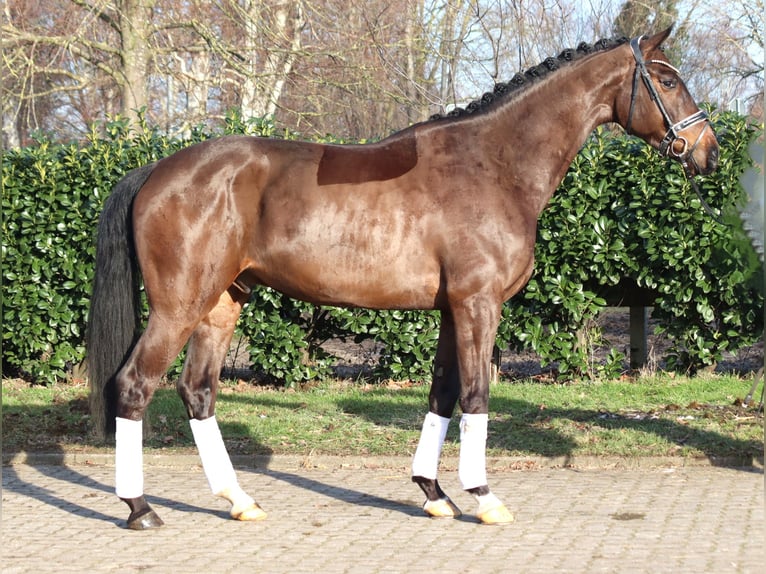Hanoverian Gelding 5 years 16.2 hh Brown in Selsingen